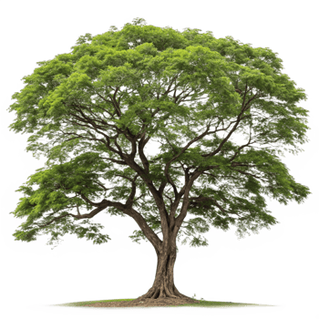 Majestic Rain Tree Sprawling Canopy, Thick Trunk, Branches, Green Foliage png