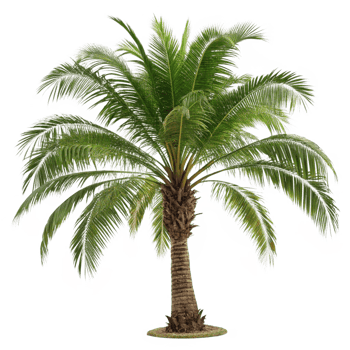 Queen Palm Tree Lush Green Fronds and Textured Trunk png