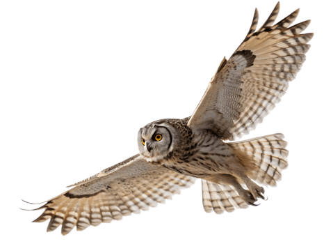 Short-Eared Owl in Flight, Isolated on Transparent Background png