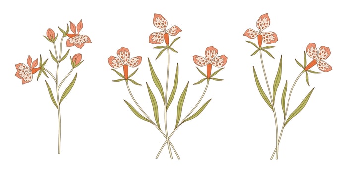 Set of bright exotic flower bouquets. Bunches of blooming pink wildflowers, perennial wild plants. Botanical handdrawn elements for design projects vector