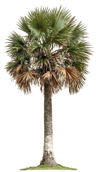 Isolated palm tree with distinctive fan-shaped fronds and textured trunk against a transparent background, showcasing the botanical features of this tropical species png