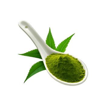 Spoon of neem leaf powder with fresh neem leaf on transparent background png