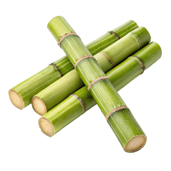 Vibrant sugercane stalks png