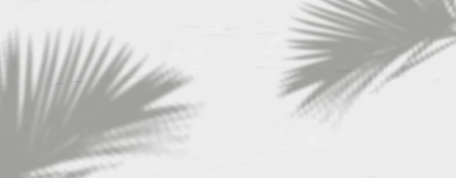 Palm leaves shadow on a white wall vector