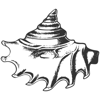 A black and white drawing of a conch shell png