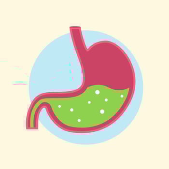 Human Stomach with Gastric Acid vector