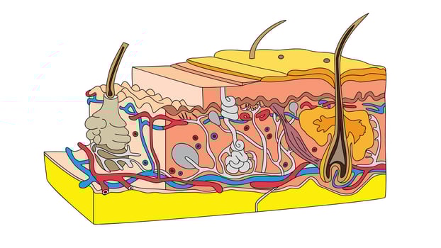 Detailed illustration of human skin anatomy showing epidermis, dermis, and subcutaneous layers with hair follicles, glands, and nerves for educational and medical purposes vector
