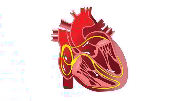 Detailed illustration of the human heart anatomy showing internal chambers, valves, and blood vessels, used for educational, medical, and scientific understanding vector