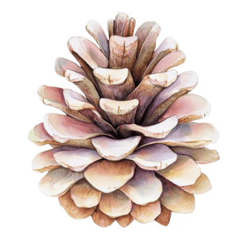 Watercolor pinecone art on transparent background. png