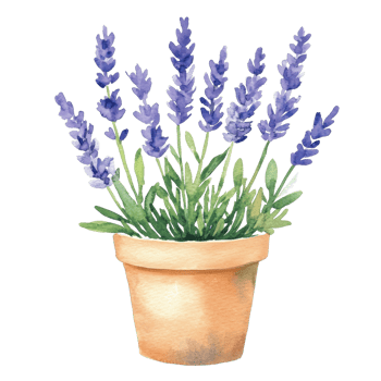Lavender in a clay pot on transparent background. png