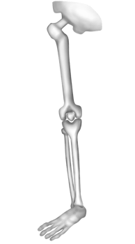 Human leg bones png