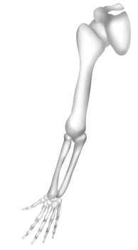 Human arm bones png