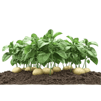 Potatoes Growing In The Ground With Visible Roots On A Transparent Background png