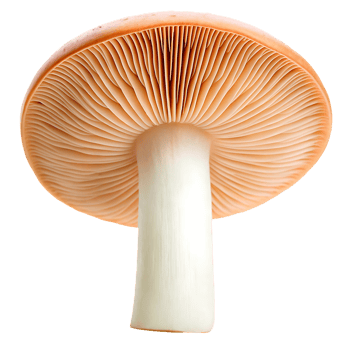 Close up of a single mushroom with a light orange cap and white stem. png