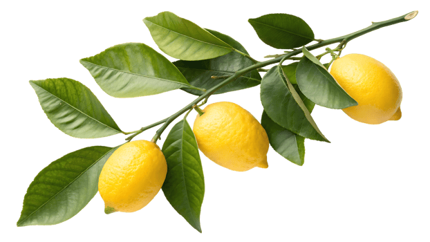 Fresh lemons on a branch with green leaves png