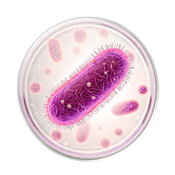 Microscopic view of a single bacterium in a petri dish. png