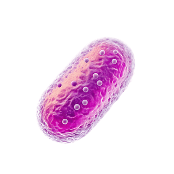 Microscopic view of a single bacterium cell. png