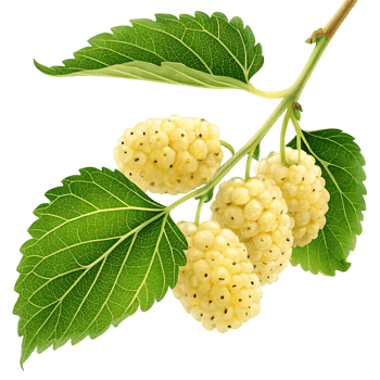 Branch of fresh white mulberries with green leaves. png