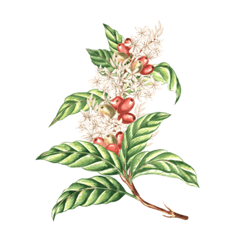 Coffee branch with red berries, leaves and white flowers watercolor illustration. Hand drawn harvest Arabica from tropical plantation. Ingredient for aromatic drink. Floral botanical clipart isolated. png