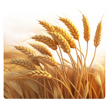 spectacular notable A field of ripe wheat swaying in the wind, golden hour lighting, impressionistic style png