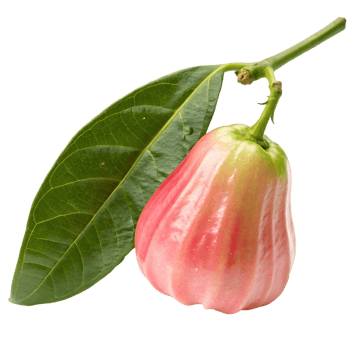 Ripe rose apple with leaf on white background png