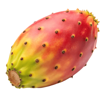Ripe prickly pear fruit isolated on black background png