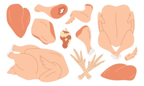 Chicken raw meat. Set of chicken meat parts, neck, breast, fillet, drumstick, heart, thigh, drumstick, carcass, feet. vector