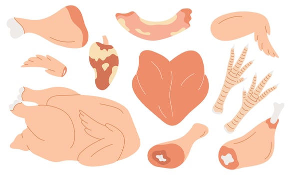 Chicken raw meat. Set of chicken meat parts, neck, breast, fillet, drumstick, heart, thigh, drumstick. vector