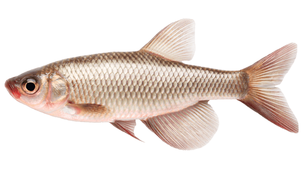 java barb silver barb freshwater fish full body close-up with detailed scales and fins on isolated background for fishing food science or educational use png