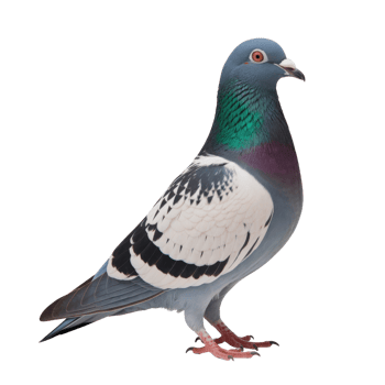 Portrait of a pigeon showcasing its gray plumage iridescent neck and orange eyes isolated on transparent background png
