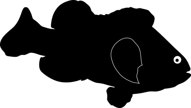 fish seabass on white background vector