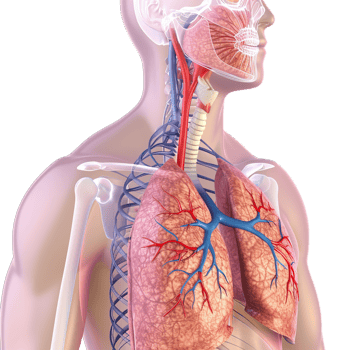 The human body is shown with the lungs and other organs png