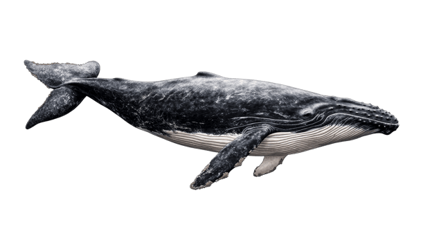 Humpback whale swimming majestic, cut out transparent png