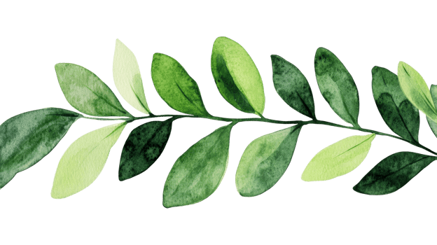 Botanical illustration of stem with green leaves ,cut out transparent png