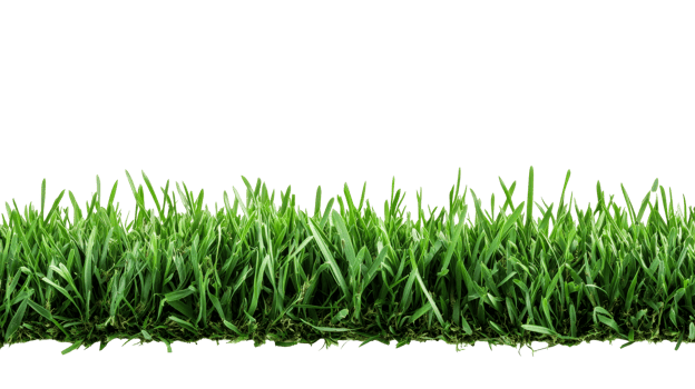 Green grass border with healthy growth , cut out transparent png