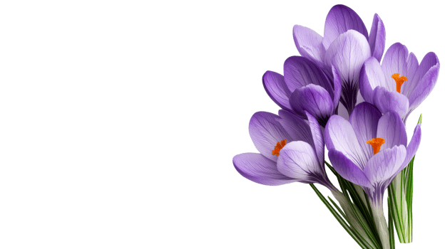 Purple crocus flowers with stamens, isolated against a black backdrop, cut out transparent png