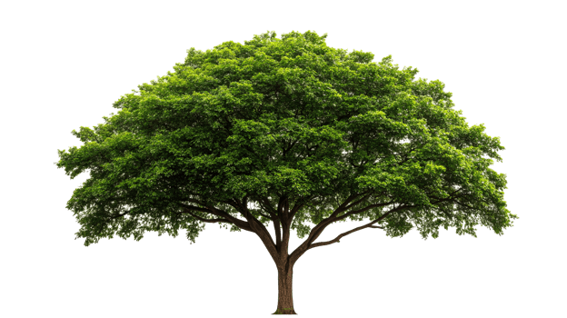 Majestic green tree with spreading branches, cut out transparent png