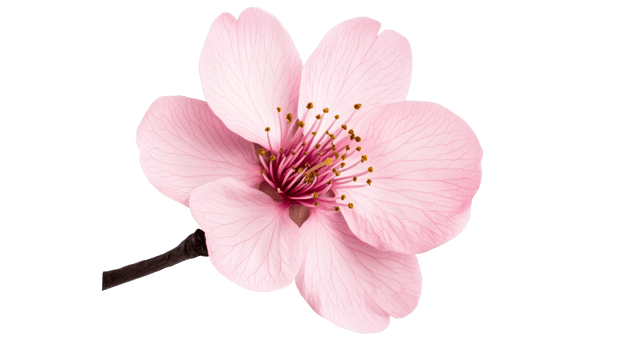 Pink blossom, petal, cherry, springtime, floral, close up, isolated, cut out transparent png