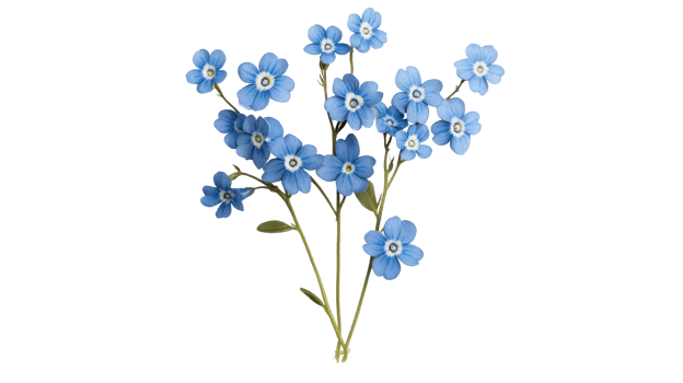 Forget-me-not flower branch blooms in close-up, isolated on black, cut out transparent png