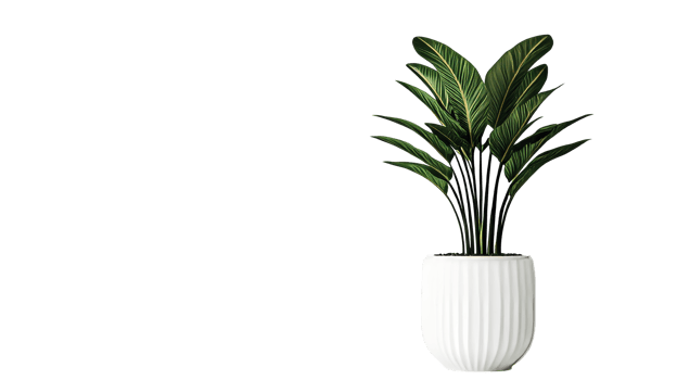 Indoor plant in a white pot with green leaves , cut out transparent png