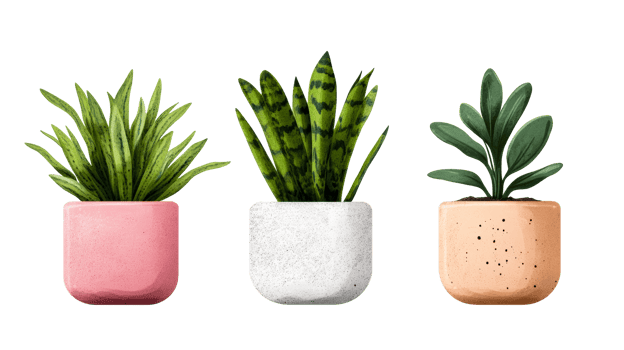 Three potted plants in a row on black background, cut out transparent png