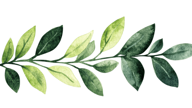 Watercolor botanical illustration of leaf sprig, cut out transparent png