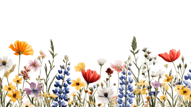 Wildflower border featuring colorful blooms against black backdrop, cut out transparent png