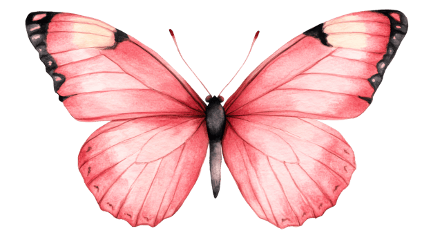Watercolor butterfly with pink wings and black body, cut out transparent png