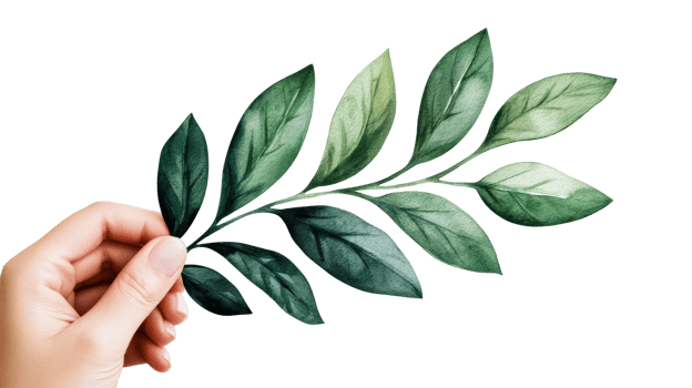 Hand holding a green leaf branch on a clear background png