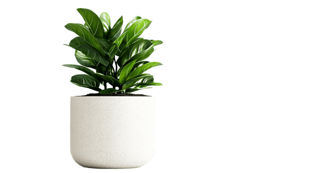 Lush green plant in a minimalist pot for indoor decor png