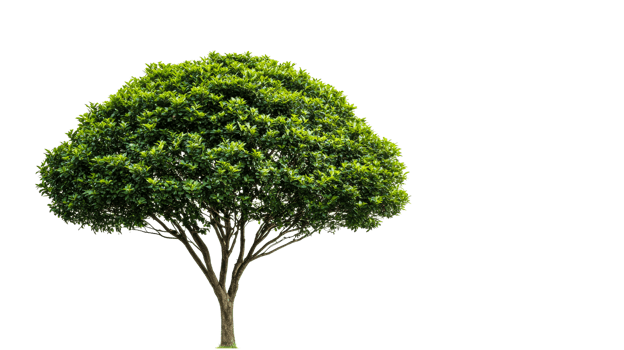 Large green tree with vibrant leaves on a clear background png