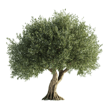 Beautiful olive tree with twisted trunk and dense green foliage isolated png