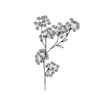 Cow parsley or Queen Anne's Lace sketch in black and white . vector