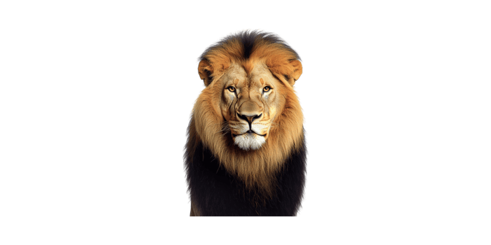 Majestic Lion Portrait. Symbol Of Strength And Leadership Isolated On Transparent Background png